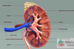 呼吸疾病 人的肾脏有哪些主要功能？__肾病