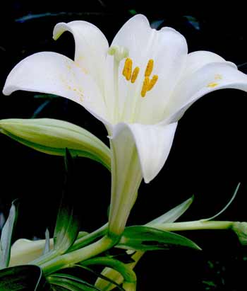 百合花