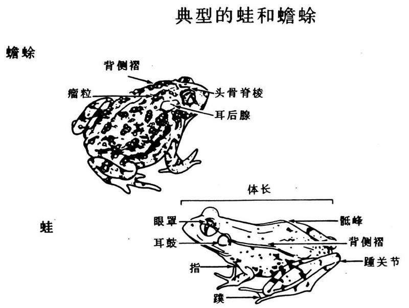 蟾蜍