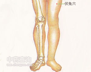伏兔穴位