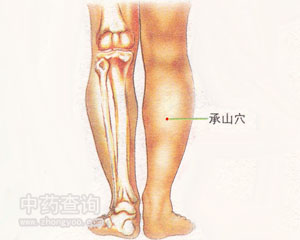 人体穴位 :承山 承山穴位
