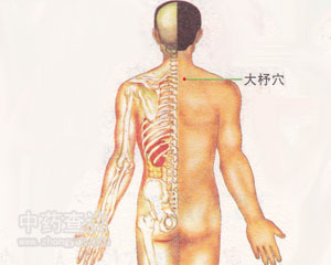 人体穴位 :大杼 大杼穴位