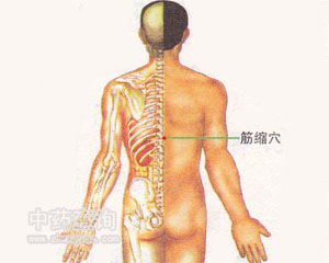人体穴位 :筋缩 筋缩穴位