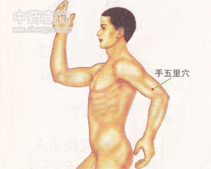 人体穴位 :手五里