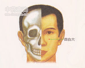 人体穴位 :四白 四白穴位