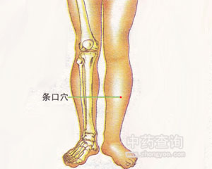 人体穴位 :条口 条口穴位