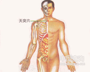 人体穴位 :天突