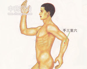 人体穴位 :手三里