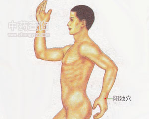 阳池穴位