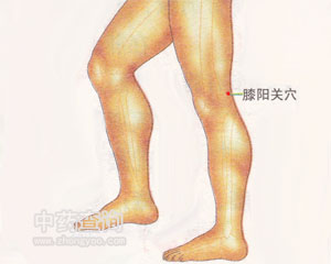 人体穴位 :膝阳关