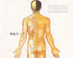 胃俞穴位