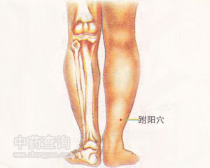 人体穴位 :跗阳 跗阳穴位
