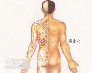 人体穴位 :意舍 意舍穴位