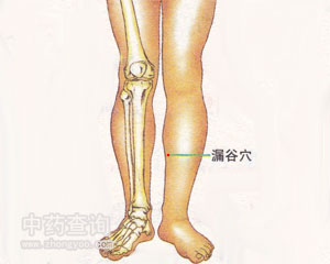 人体穴位 :漏谷 漏谷穴位