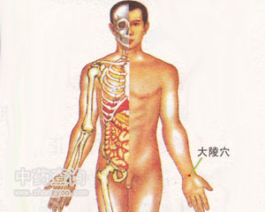 人体穴位 :大陵 大陵穴位