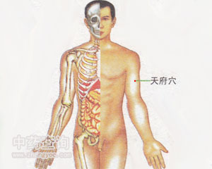 人体穴位 :天府 天府穴位