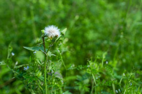 芙蓉花等治疖肿