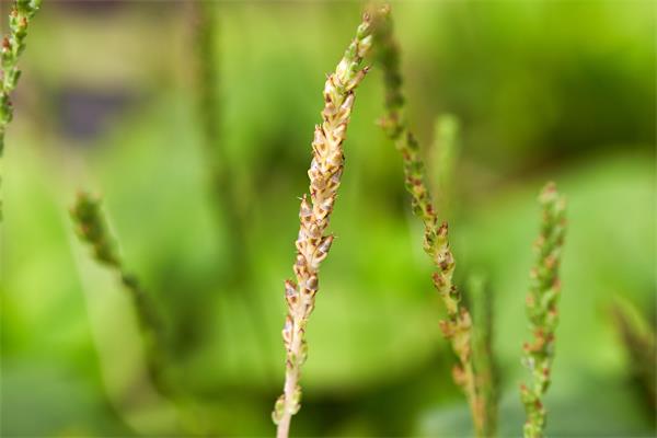 马兰车前草等治小儿肝炎