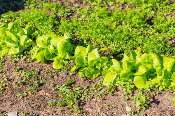 治痔疮的野菜，7种野菜治疗痔疮疗效最佳