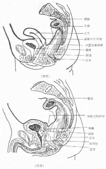 骨盆内脏器