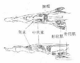 手指伸肌腱结构