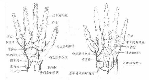 手的血液供应