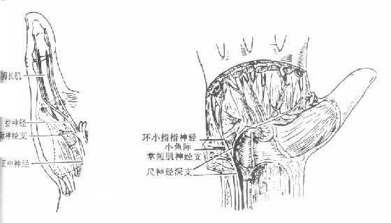 手部的运动神经分布