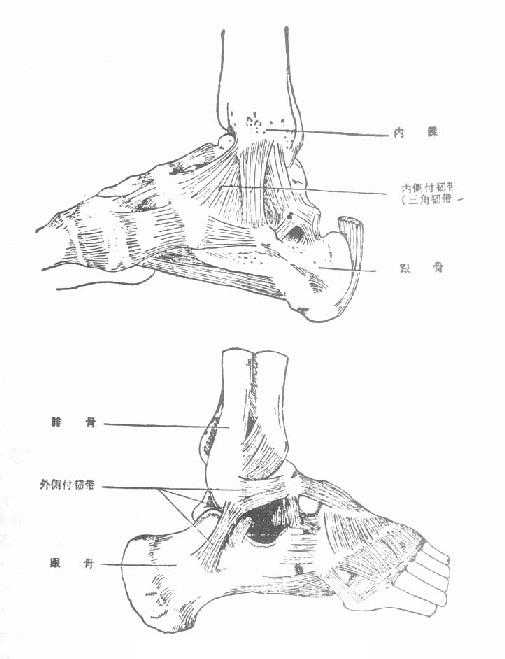 踝关节内、外侧副韧带