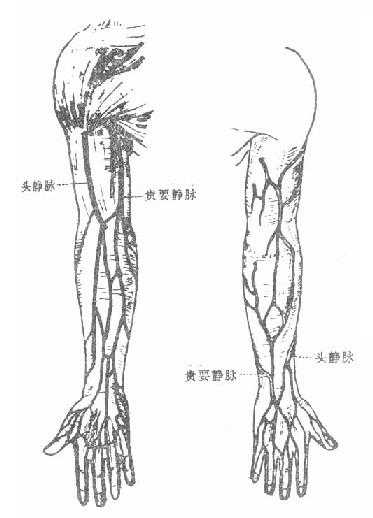 上肢皮下静脉