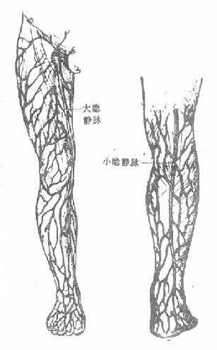 下肢皮下静脉