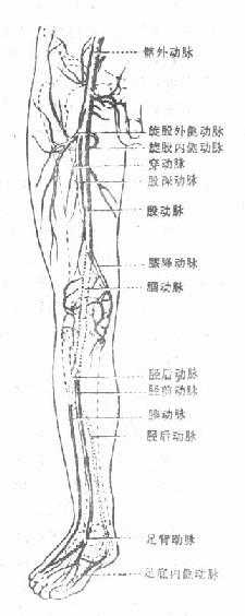 下肢动脉