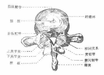 脊椎体间横断面