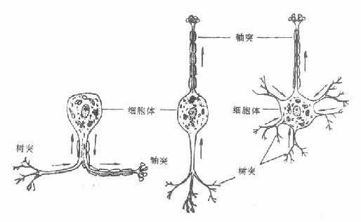 不同形状的神经元