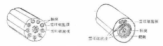 有髓鞘及无髓鞘神经纤维与雪旺氏细胞的关系示意图