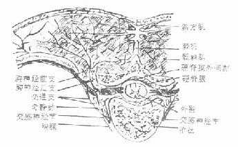 经过第4胸椎横切面，表示脊神经后支的分布