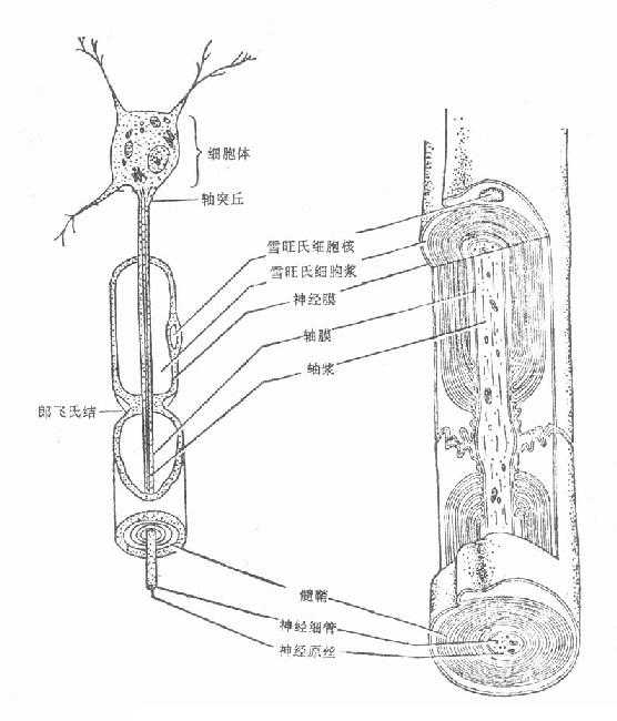 神经纤维的解剖图——神经细胞与轴突