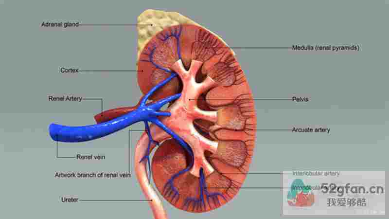 呼吸疾病 人的肾脏有哪些主要功能？__肾病