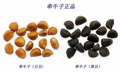 牵牛子，内可治水湿内停，外可治四肢浮肿...