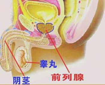 “二珍饮”治前列腺疾病-民间偏方