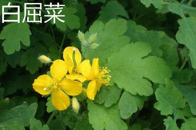 地黄连，清热解毒，止痛-民间偏方
