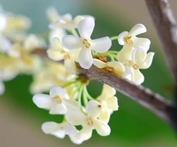 桂花