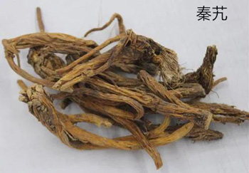 秦艽