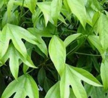 枫荷梨