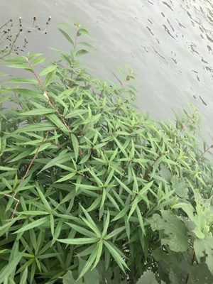 水麻