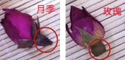 月季与玫瑰区别