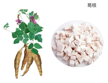葛根
