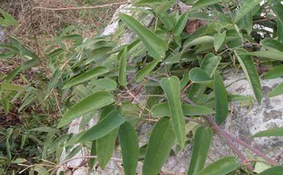 十味外敷泥治疗扭挫伤-民间偏方