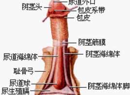 龟头炎验方-民间偏方
